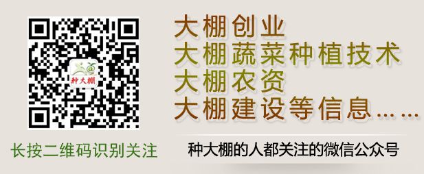 早春冷棚种什么好_早春冷棚种植技术_冷棚早春蔬菜怎样提前种植