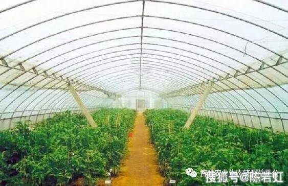 西瓜大棚种植最新技术_西瓜大棚栽培技术_春大棚西瓜种植技术