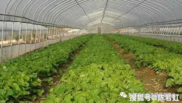 西瓜大棚种植最新技术_西瓜大棚栽培技术_春大棚西瓜种植技术