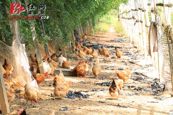 养殖跑地鸡走上致富路_养鸡致富经_养走地鸡利润