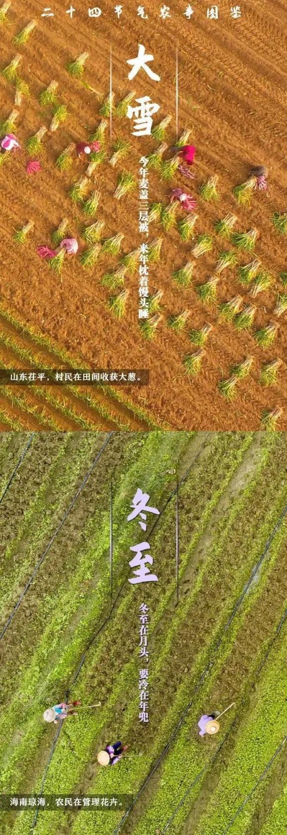 西瓜大棚栽培技术要点_西瓜大棚栽培技术_春大棚西瓜种植技术