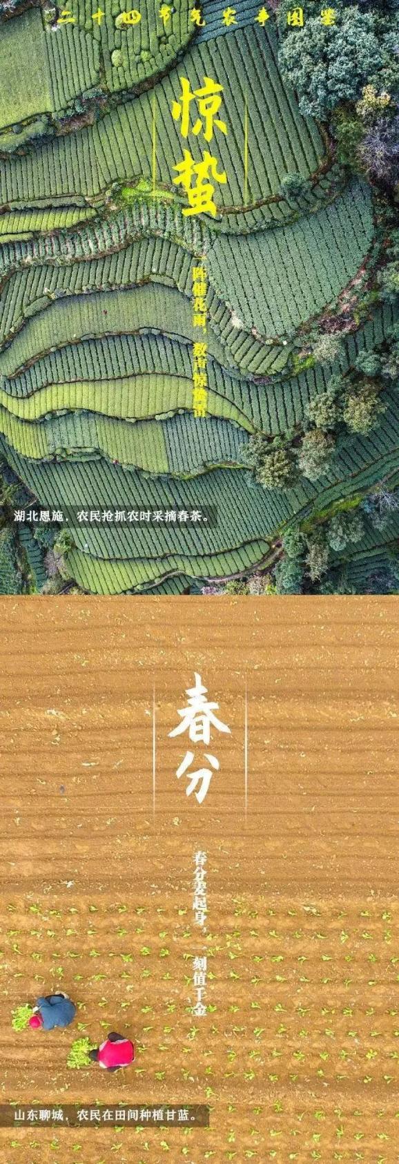 西瓜大棚栽培技术要点_春大棚西瓜种植技术_西瓜大棚栽培技术
