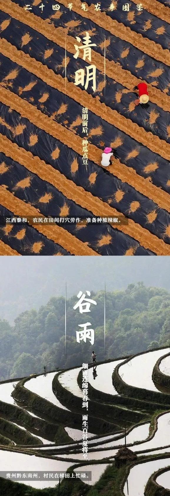 西瓜大棚栽培技术_春大棚西瓜种植技术_西瓜大棚栽培技术要点