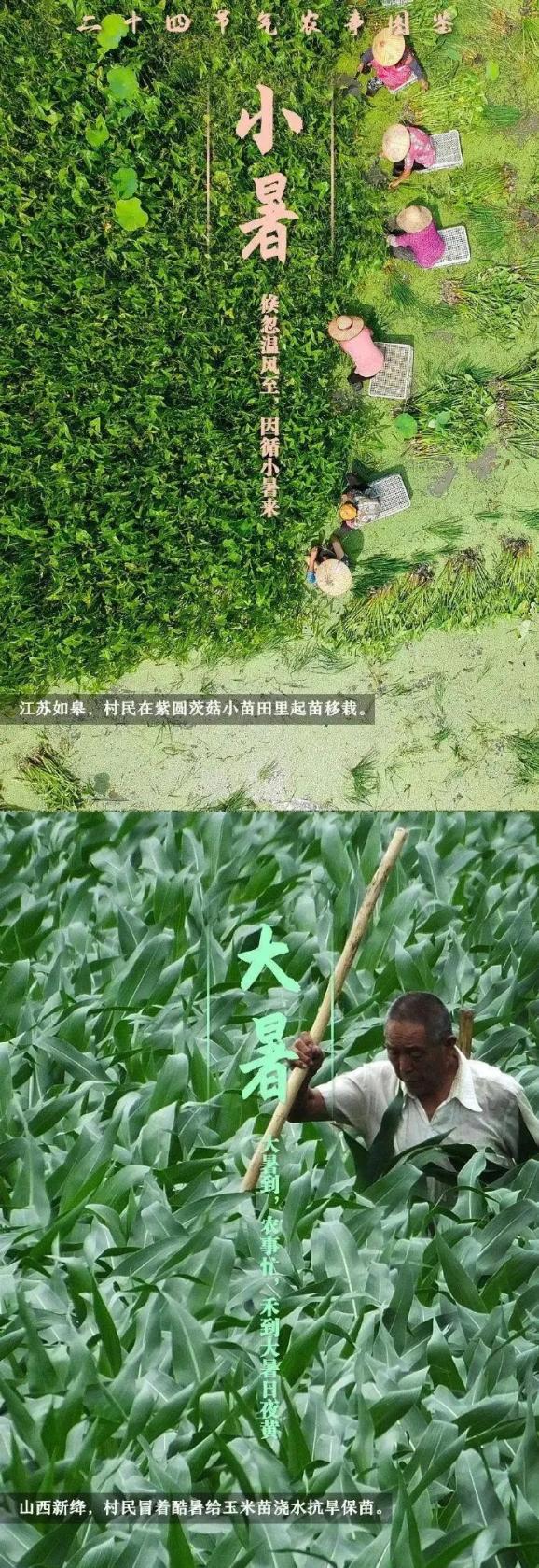 西瓜大棚栽培技术_西瓜大棚栽培技术要点_春大棚西瓜种植技术