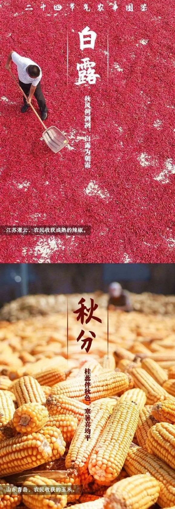 西瓜大棚栽培技术_春大棚西瓜种植技术_西瓜大棚栽培技术要点