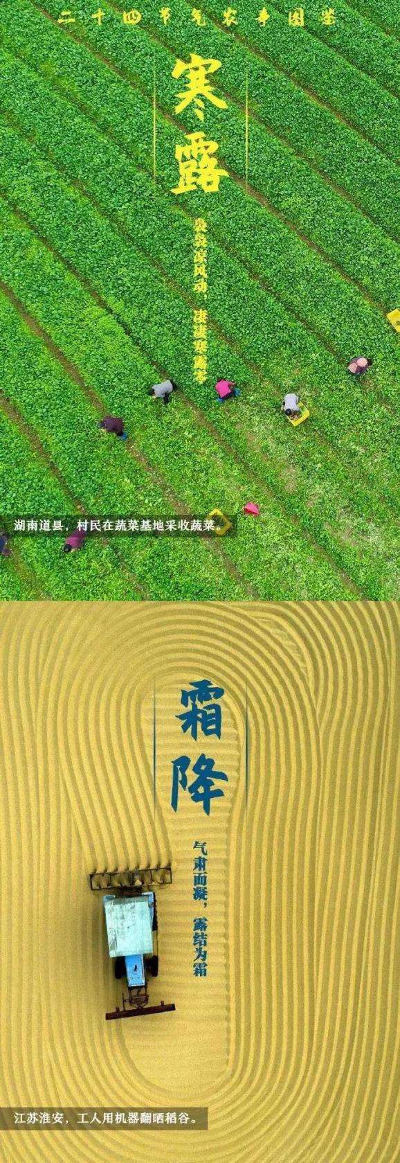 西瓜大棚栽培技术_春大棚西瓜种植技术_西瓜大棚栽培技术要点