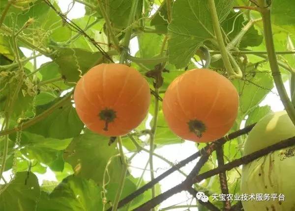 子南瓜种植技术_南瓜种植子技术视频教程_南瓜种子种植