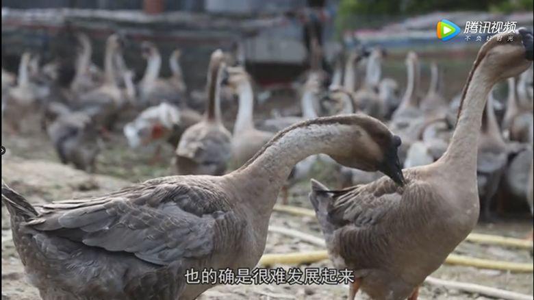 视频致富经_致富经陆川猪视频_致富经和猪肉视频