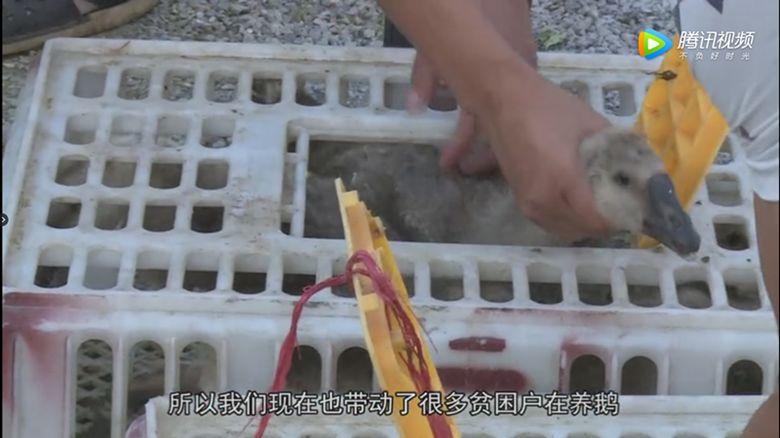 致富经和猪肉视频_致富经陆川猪视频_视频致富经