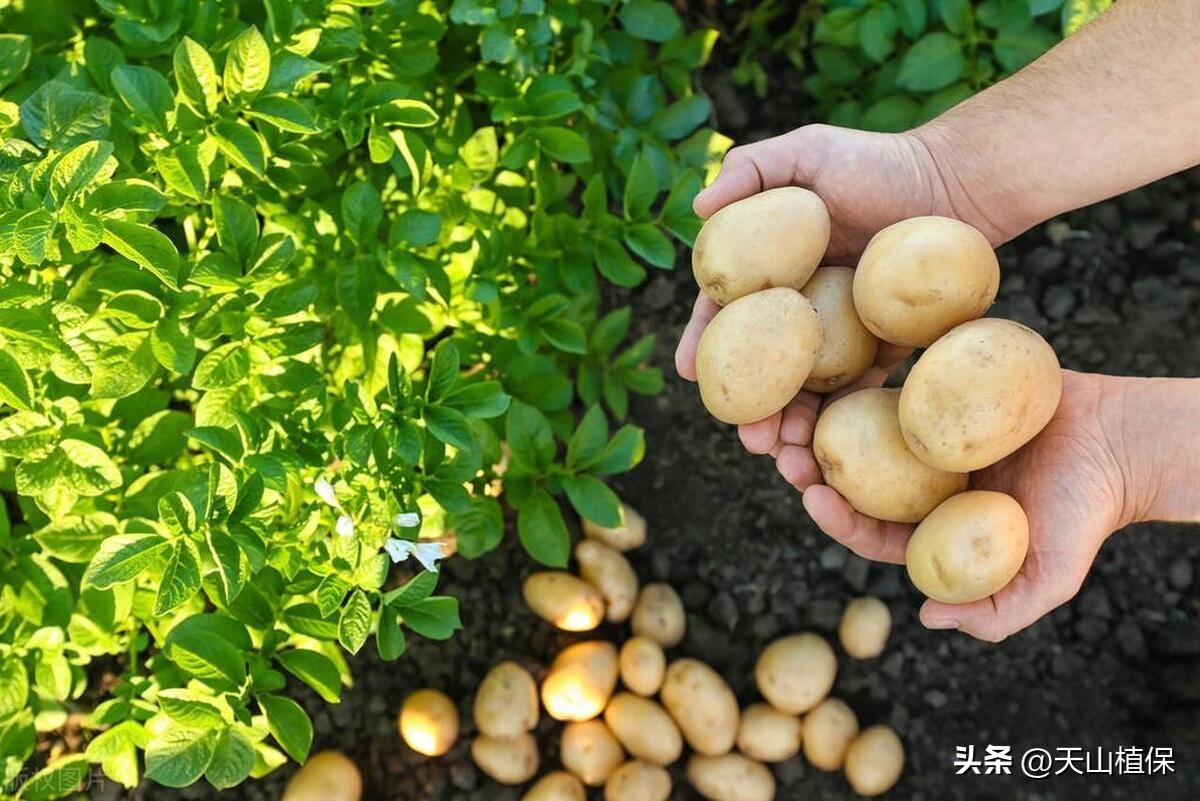 种植技术现在怎么样了_种植技术现在现状_现在种植什么技术