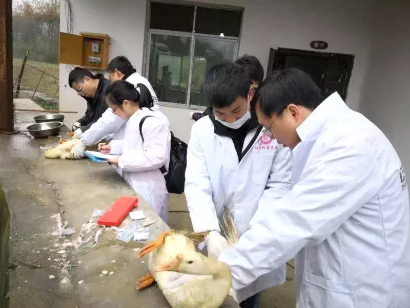 麻羊养殖视频农广天地_养麻羊的利润与成本_致富经养麻羊