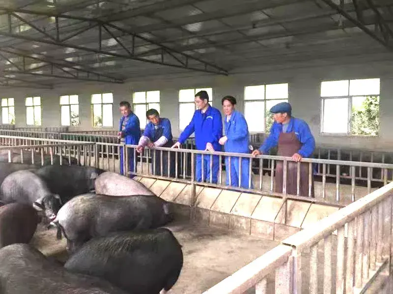 麻羊养殖视频农广天地_致富经养麻羊_养麻羊的利润与成本