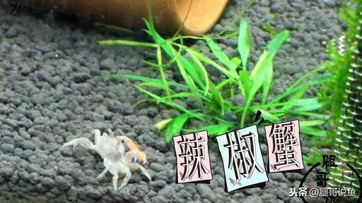 海水蟹公寓养殖技术_海水螃蟹怎么养殖方法_海水螃蟹怎么养活