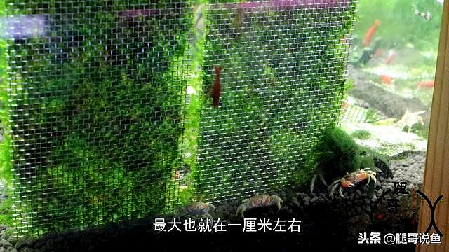 海水螃蟹怎么养殖方法_海水蟹公寓养殖技术_海水螃蟹怎么养活