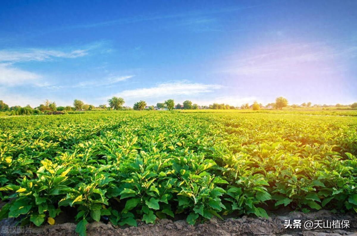 种植什么药材一年一收