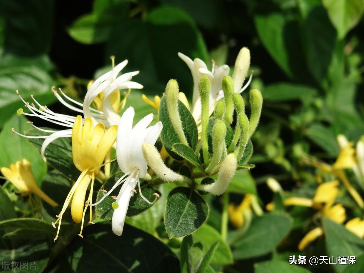 种植技术现在怎么样了_现在种植什么技术_种植技术大全基础知识