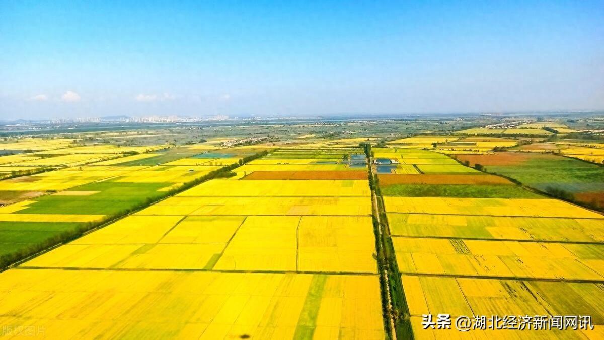 拓荒种粮十七载 | 湖北孝感：“80后”新农人的梦想“稻”路