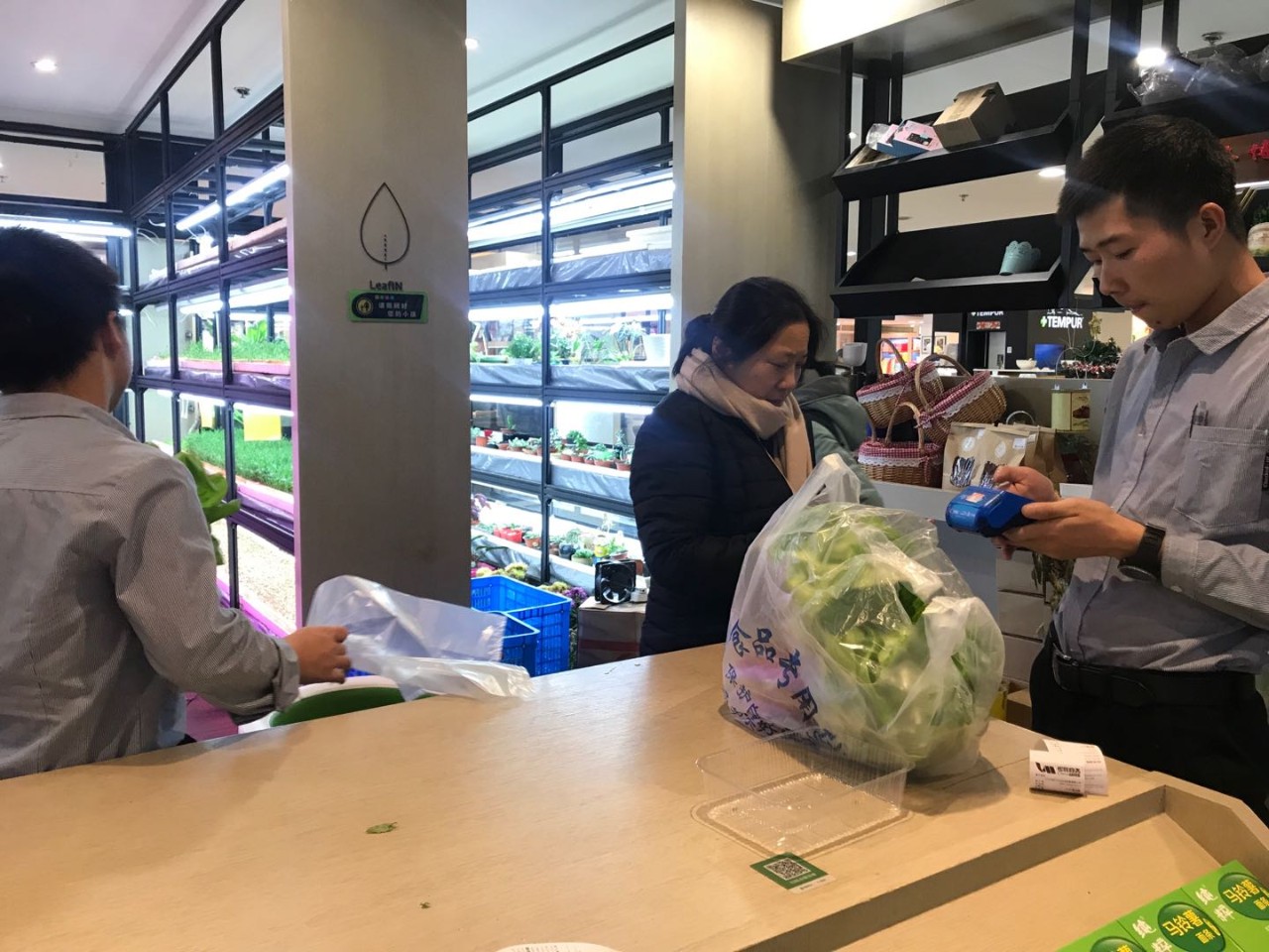 水培蔬菜不挣钱_水培蔬菜种植_致富经水培蔬菜
