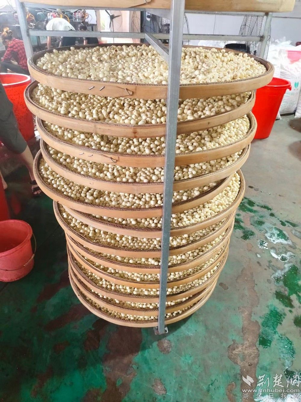 湖北孝感种植致富_孝感适合种植经济作物_孝感地区适合种什么果树