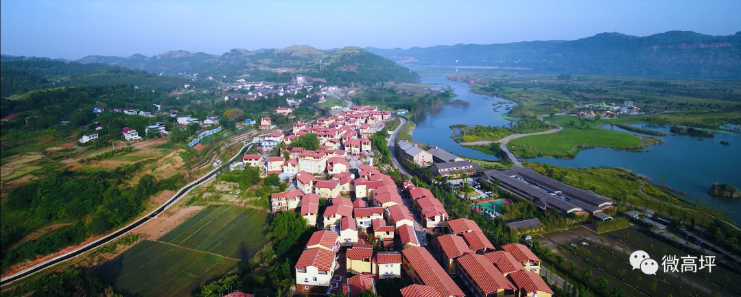 东北肉鹅养殖技术_东北养鹅前景如何_东北养鹅基地