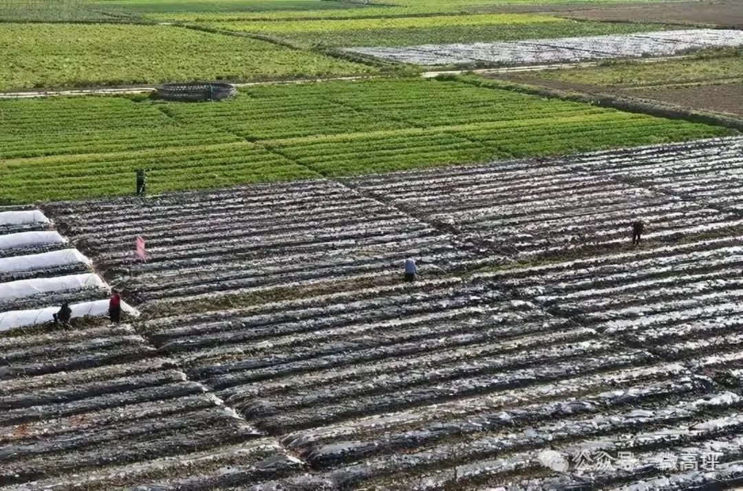东北肉鹅养殖技术_东北养鹅前景如何_东北养鹅基地