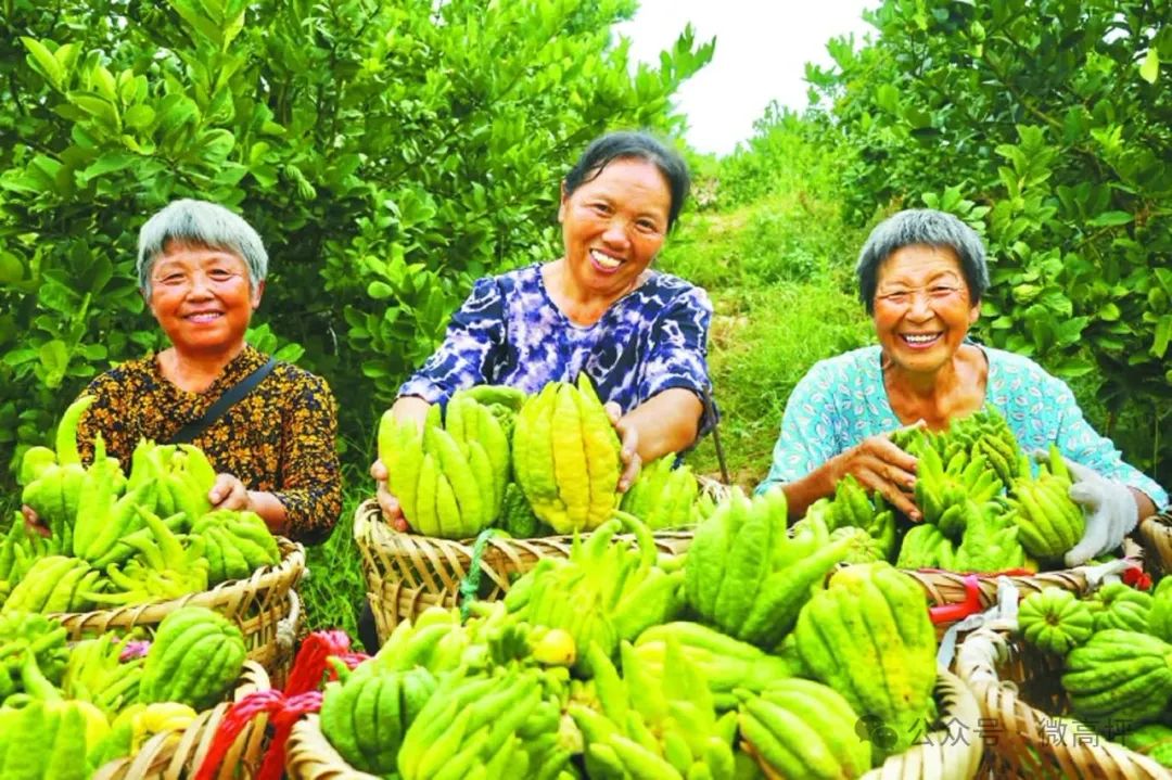 东北养鹅基地_东北养鹅前景如何_东北肉鹅养殖技术