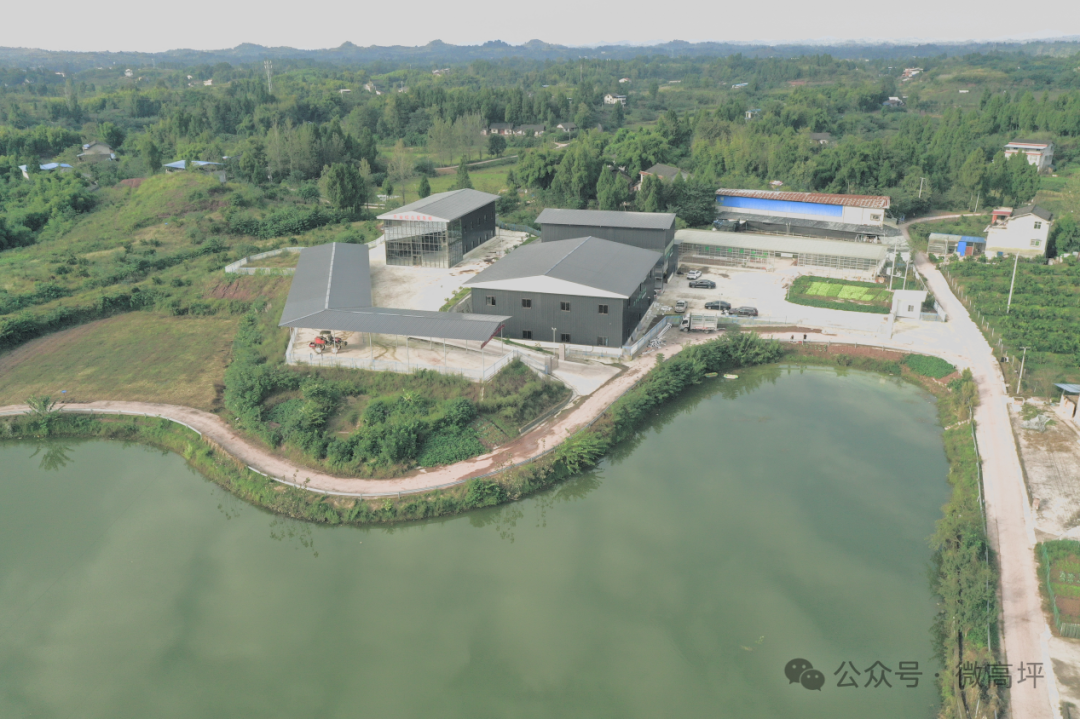 东北养鹅前景如何_东北养鹅基地_东北肉鹅养殖技术