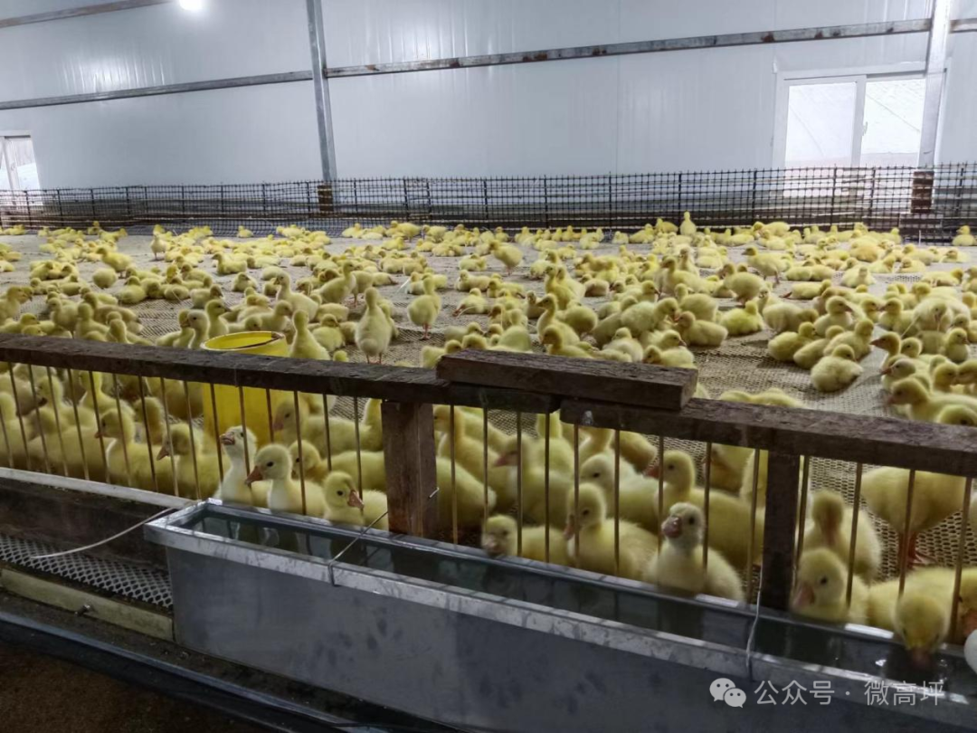 东北肉鹅养殖技术_东北养鹅基地_东北养鹅前景如何