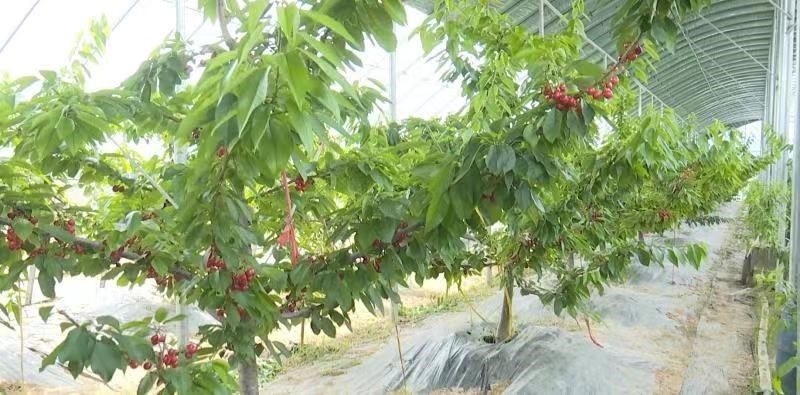 砀山县种什么农作物_砀山种植致富基地_致富种植基地砀山有几个