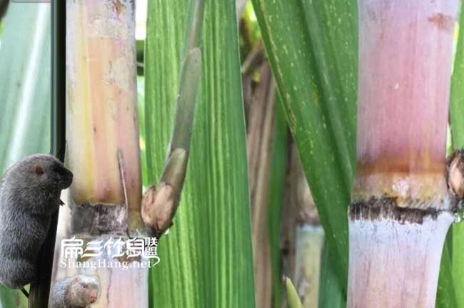 竹鼠缺钙怎么办？竹鼠补钙食物饲料配方分享！