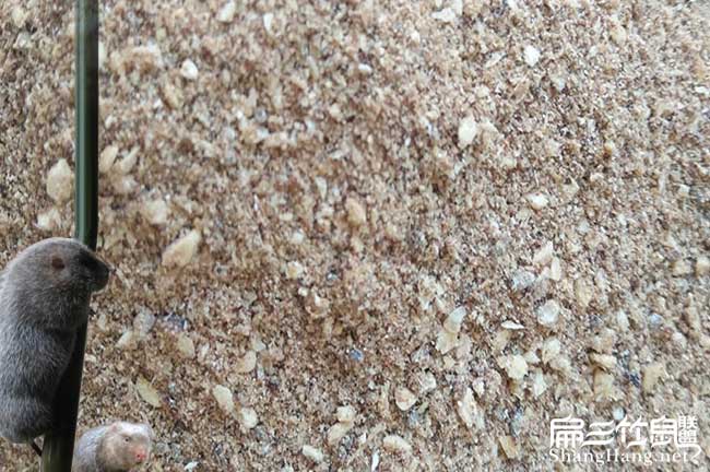 竹鼠补钙食物