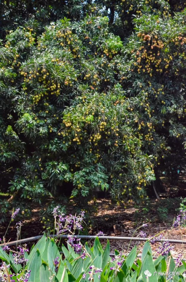 从化有南种植果场_从化种植致富_广州从化适合种植植物