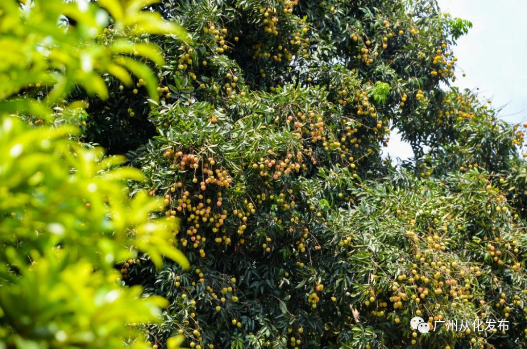 广州从化适合种植植物_从化种植致富_从化有南种植果场