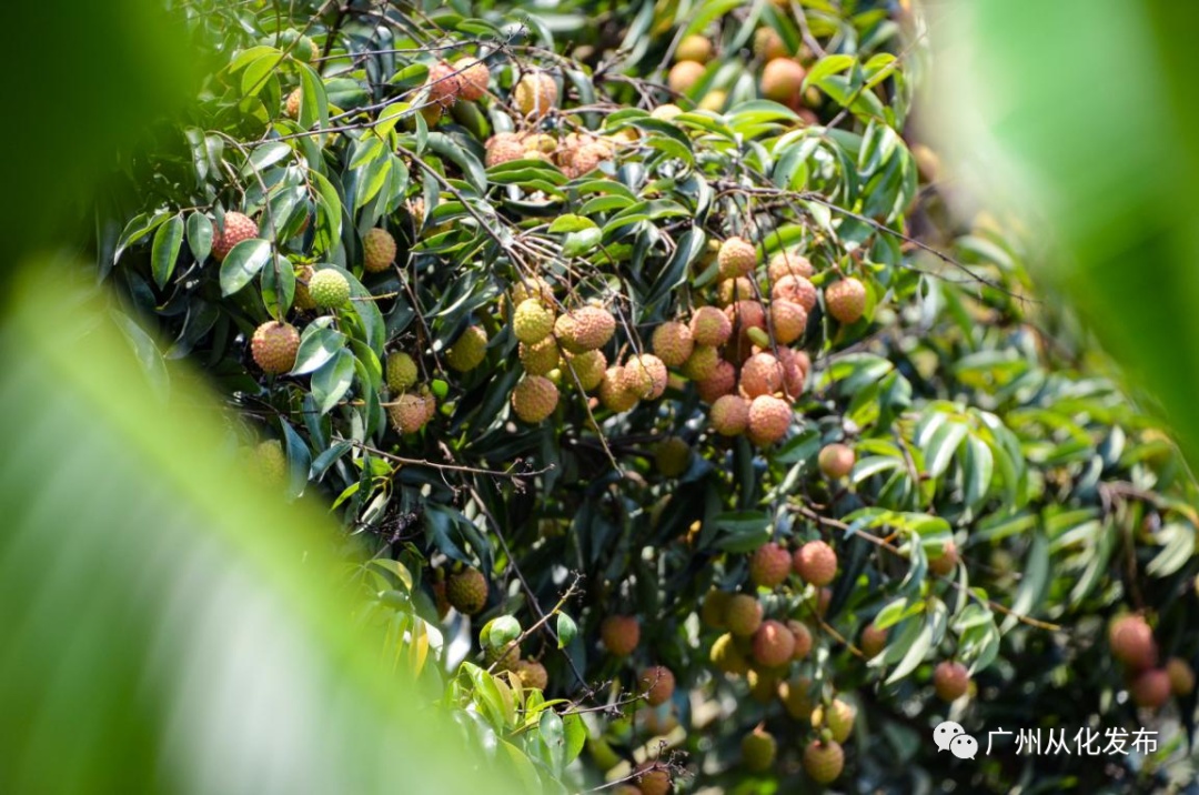 广州从化适合种植植物_从化种植致富_从化有南种植果场