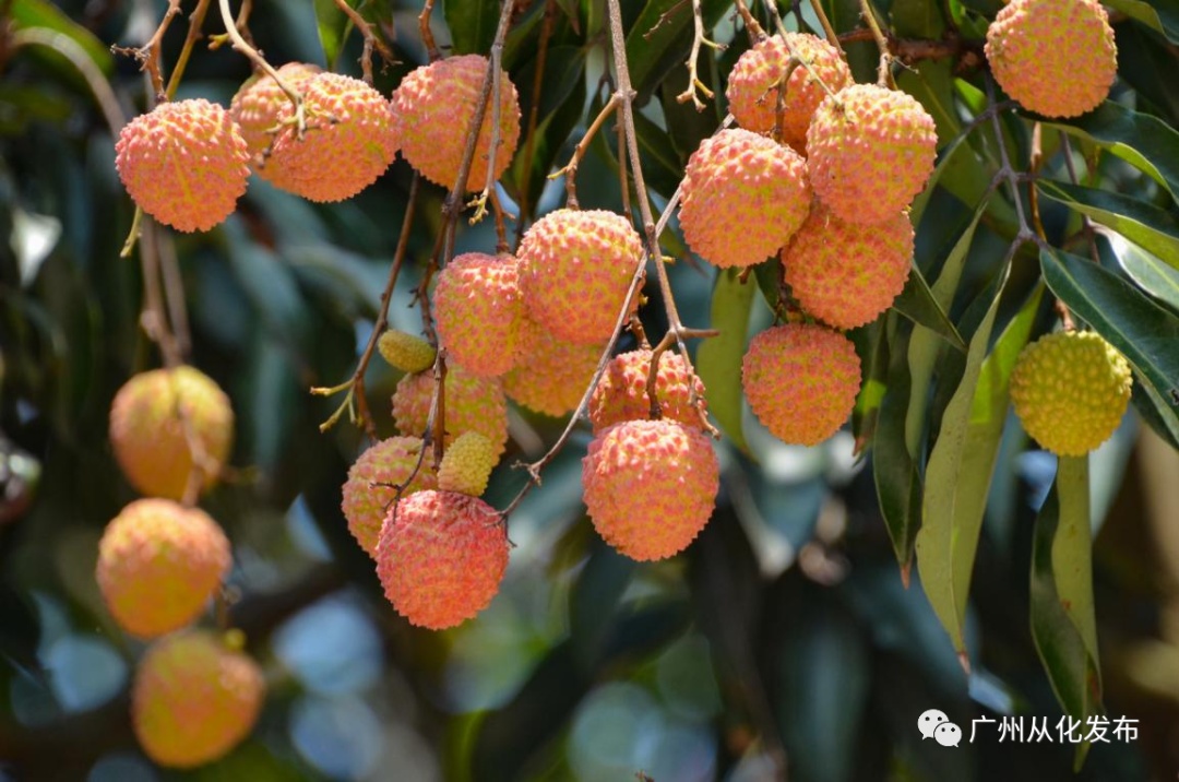 从化有南种植果场_广州从化适合种植植物_从化种植致富