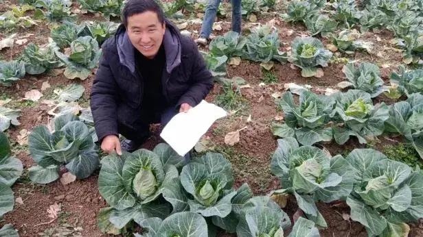 致富蔬菜种植大量的原因_大量种植蔬菜致富_种蔬菜致富经
