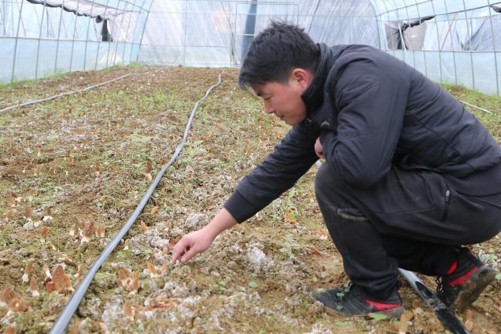 水培蔬菜经济效益_致富经水培蔬菜_水培蔬菜创业
