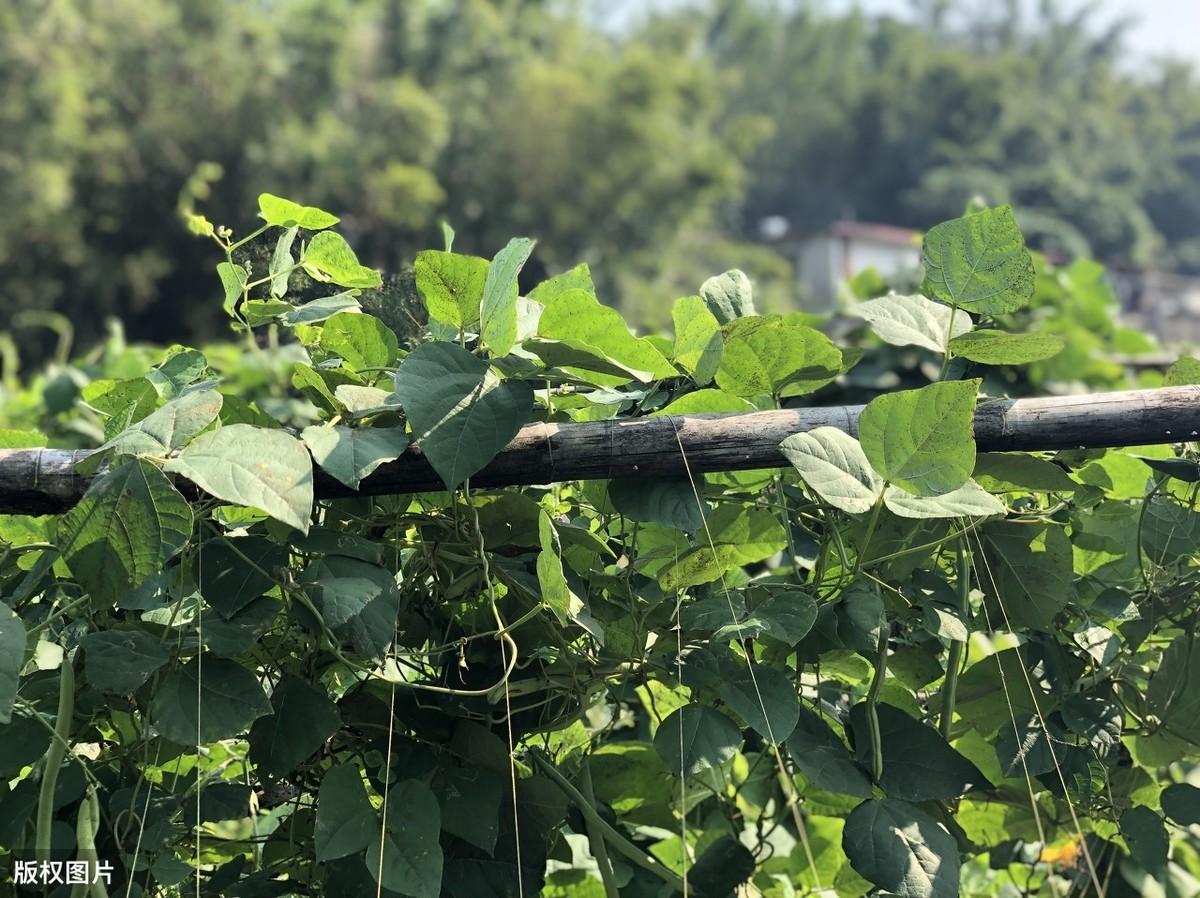 夏季大棚长豆角种植技术_大棚种植豆角需要注意哪些病害_春季大棚豆角种植技术