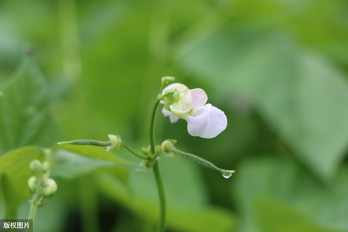 大棚种植豆角需要注意哪些病害_春季大棚豆角种植技术_夏季大棚长豆角种植技术