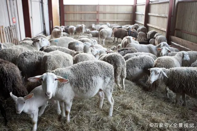 视频致富全集散养羊是真的吗_致富经养殖羊视频_致富经散养羊视频全集