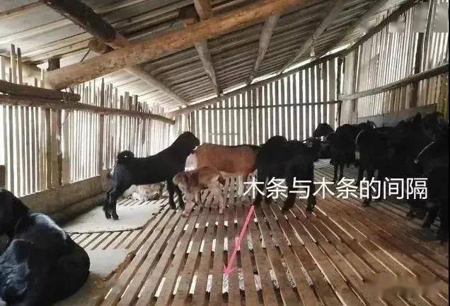 致富经散养羊视频全集_视频致富全集散养羊是真的吗_2020致富经养羊视频