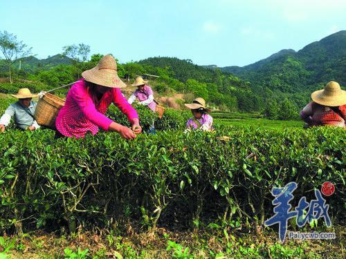 江门大沙镇：从“小茶叶”到“大茶业” 村民走上致富路