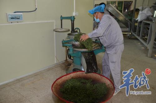 江门大沙镇：从“小茶叶”到“大茶业” 村民走上致富路