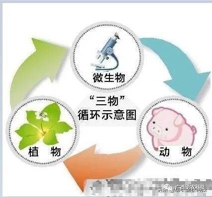 如何打造一个现代生态循环的高效益猪场？达到环保无臭味疾病少无抗养殖高品质猪肉效益高