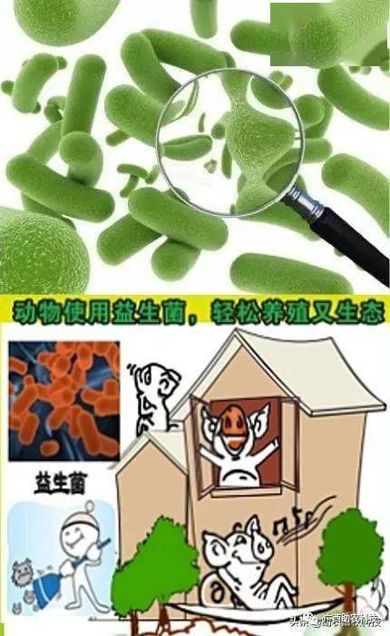 养殖效率_养殖场效益_高效益养殖技术网