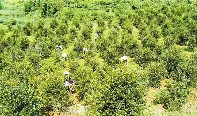 致富经创业项目农村种植_致富好项目种植_适合年轻人种植的致富项目