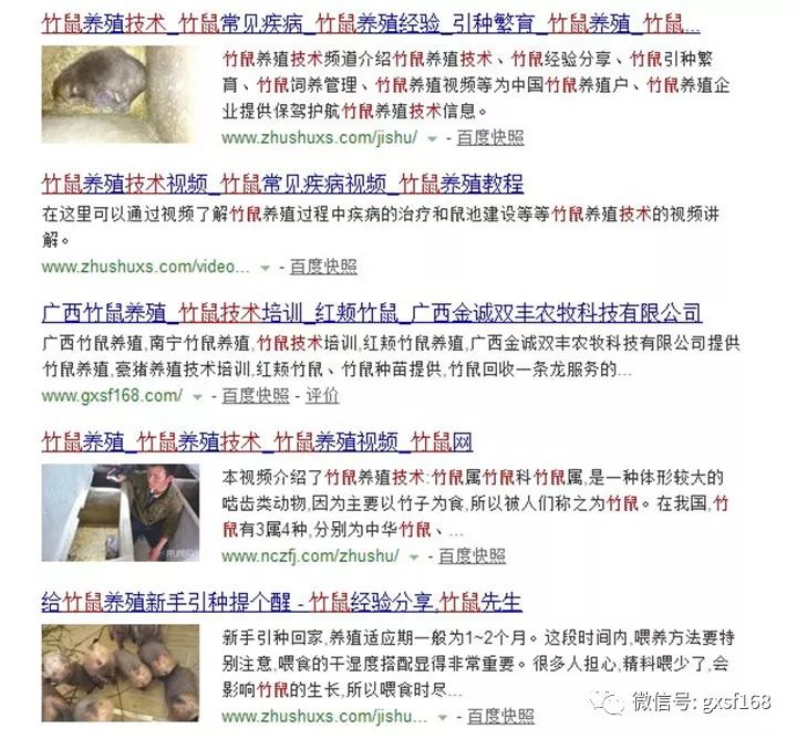 竹鼠养殖前景_竹鼠养殖怎么样_竹鼠养殖技术吧