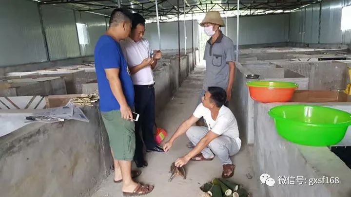 竹鼠养殖怎么样_竹鼠养殖前景_竹鼠养殖技术吧