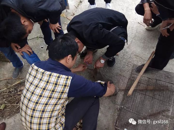 竹鼠养殖怎么样_竹鼠养殖前景_竹鼠养殖技术吧