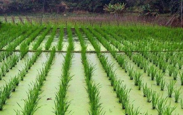 蔬菜种植，茭白栽培掌握以下五个要点，来学习一下
